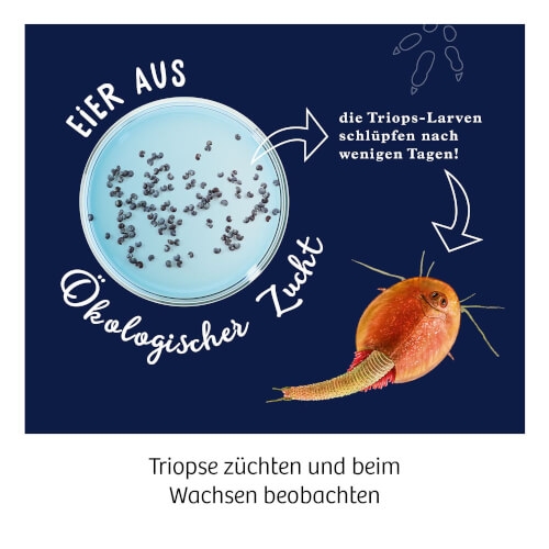 Kosmos 637231 Fun Science Triops züchten